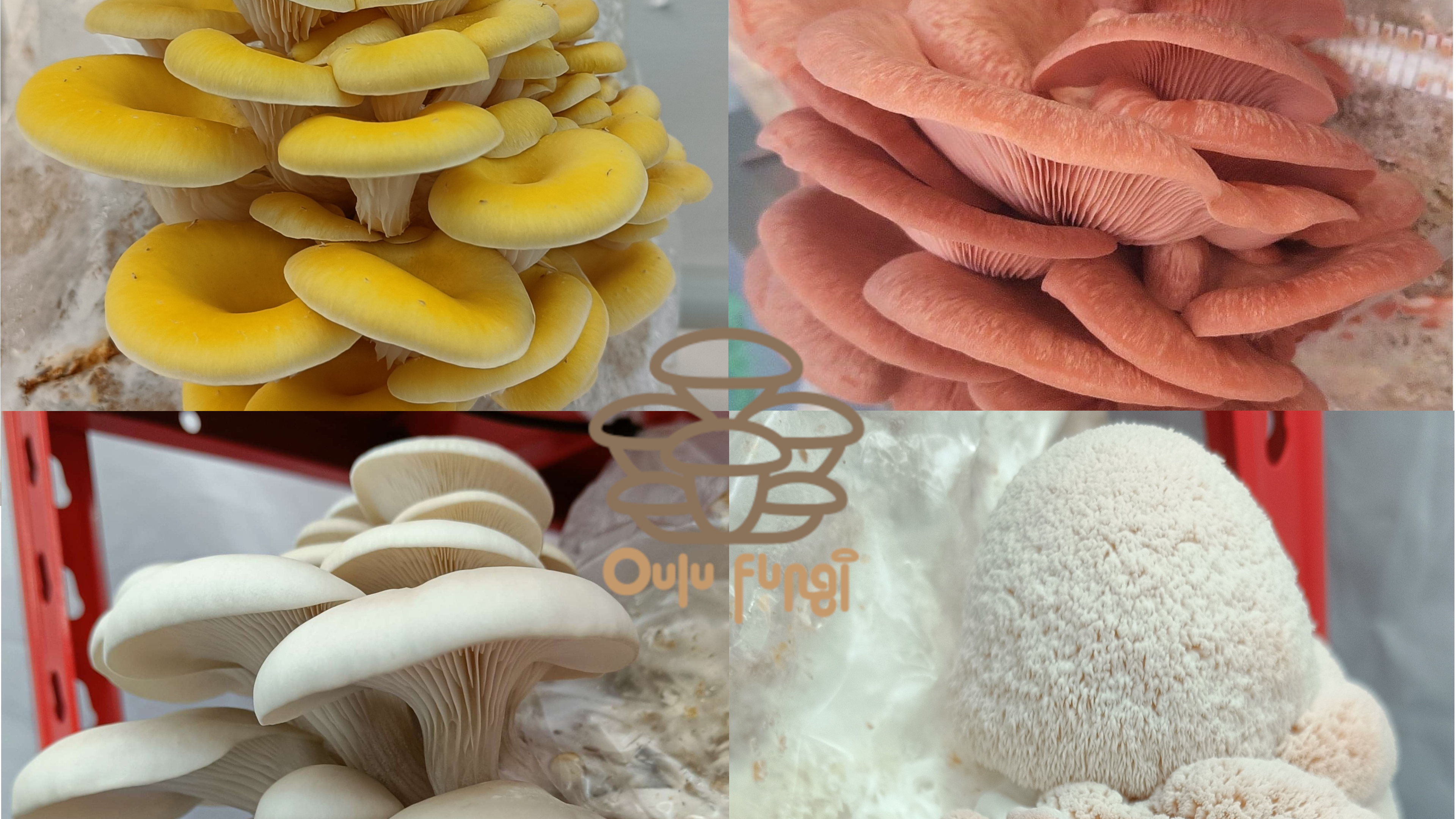 Cultivated edible mushrooms of different colors from Oulu Fungi.
