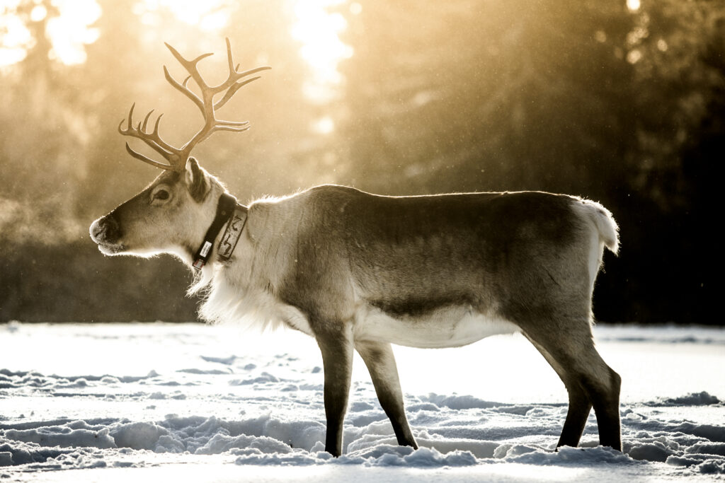 Kujalan Porotila, kuvaaja Mikko Halvari