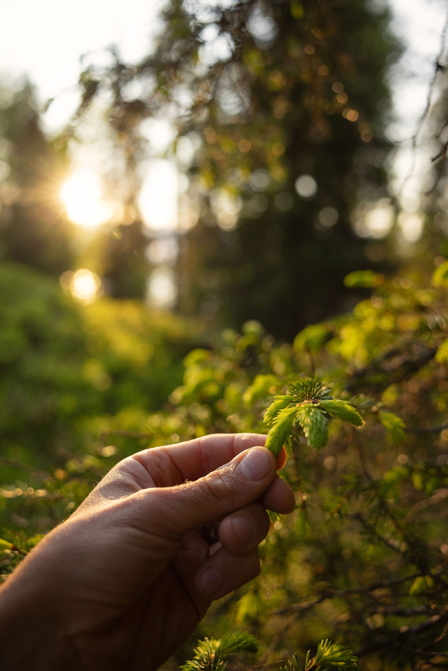 Käsi pitelee kuusenkerkkää metsässä, aurinko taustalla