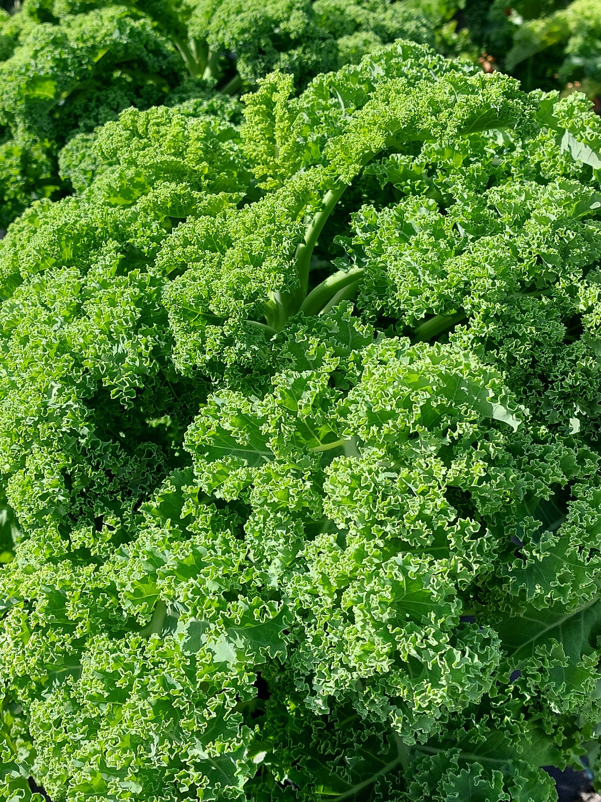 Organic kale, photographer Anni-Inkeri Törmänen