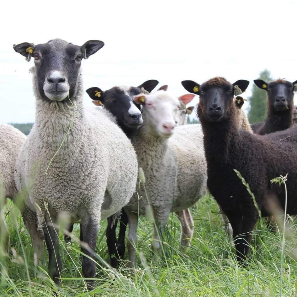 Kainuugrey and Finnsheep are native finnish sheep breeds.