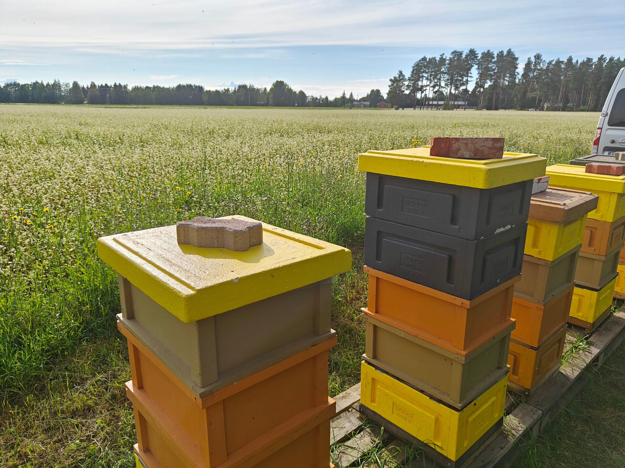 Beehives on a buckwheat farm