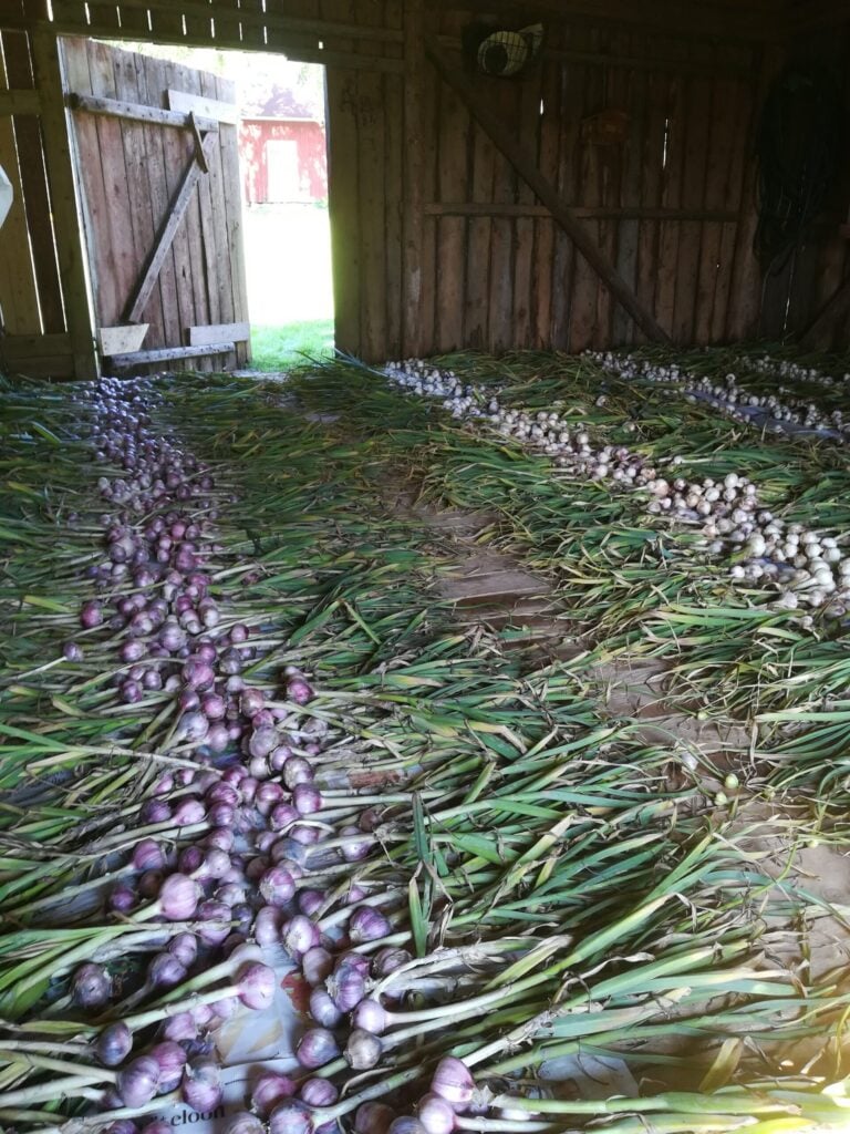 Garlic is being pre-dried in an old barn