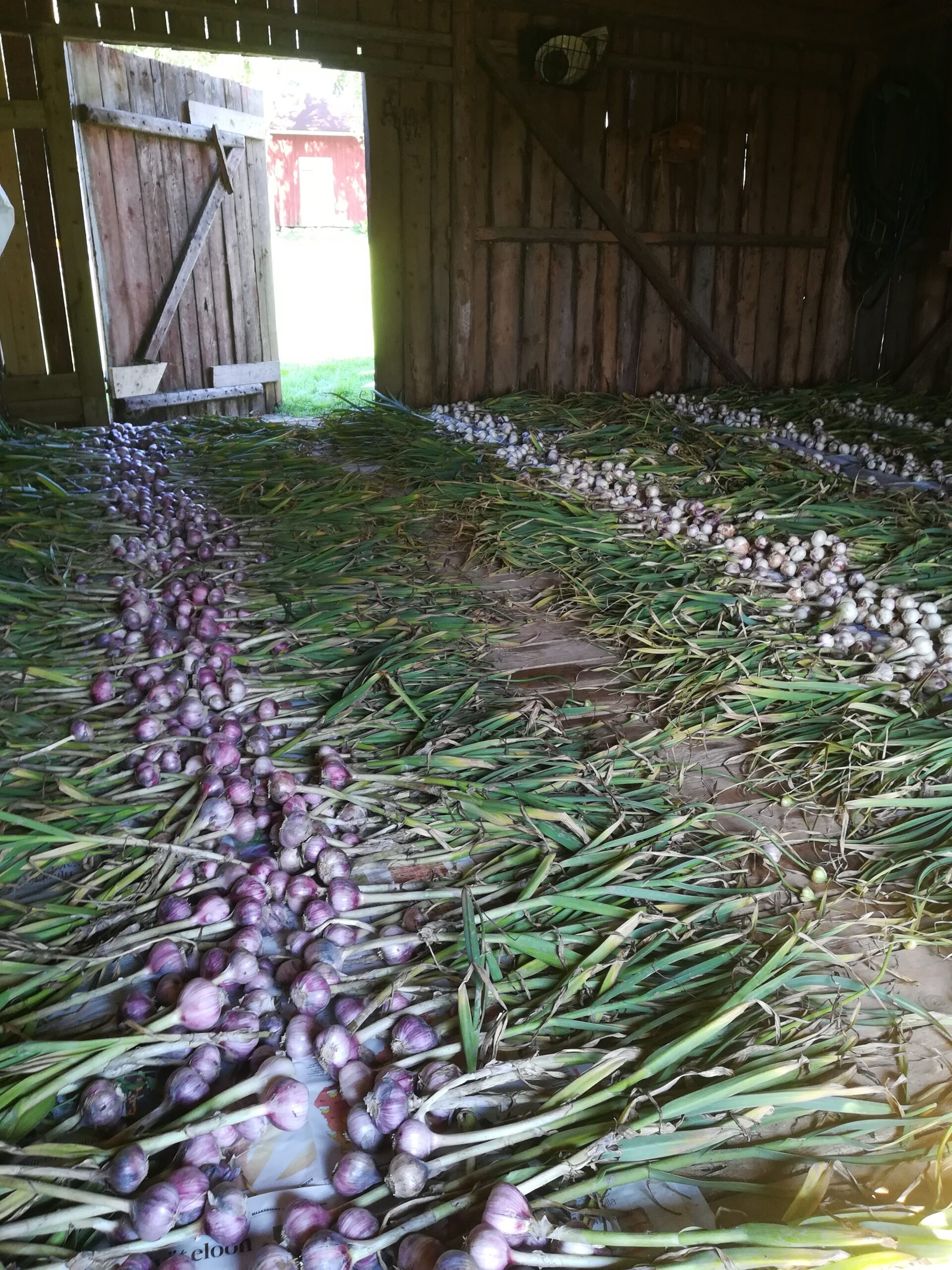 Garlic is being pre-dried in an old barn